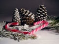 Winter pine cones and Candy Cane Christmas tree branches on white background Royalty Free Stock Photo