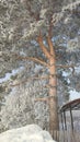 Winter Pine in Februar