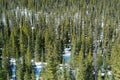 Winter pine forest Royalty Free Stock Photo