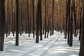 Winter pine forest landscape with rut in deep snow between trees . Car or ATV traces in after snowfall Royalty Free Stock Photo