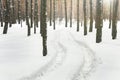 Winter pine forest landscape with rut in deep snow between trees . Car or ATV traces in after snowfall Royalty Free Stock Photo