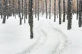 Winter pine forest landscape with rut in deep snow between trees . Car or ATV traces in after snowfall Royalty Free Stock Photo