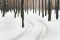 Winter pine forest landscape with rut in deep snow between trees . Car or ATV traces in after snowfall Royalty Free Stock Photo