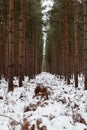 Winter in a pine forest landscape, trees covered with snow, Rendlesham forest Suffolk Royalty Free Stock Photo