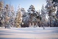 Winter in a pine forest. Pines shrouded in snow.