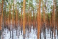 Winter pine forest. Side view of snow-covered pine trees. Beautiful winter forest landscape Royalty Free Stock Photo