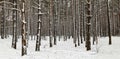 Winter pine forest slender trunks in the snow Royalty Free Stock Photo