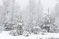 Winter in pine forest. Snowy christmas trees. Natural scenery winter nature. Christmas background. Forest after snowfall.