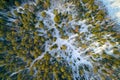 The winter pine forest photographed by the quadcopter from above