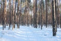 Winter pine forest in sunny day and snow-covered path with shadows Royalty Free Stock Photo