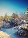 Winter pine instagram stile Royalty Free Stock Photo