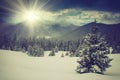 Winter pine mountain forest. Fresh snow on the trees. Royalty Free Stock Photo