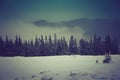 Winter pine mountain forest. Fresh snow on the trees. Royalty Free Stock Photo