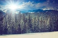 Winter pine mountain forest. Fresh snow on the trees. Royalty Free Stock Photo