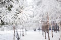 Winter pine tree background. Close-up photo. Branches covered snow. Seasonally Christmass winter background concept. Royalty Free Stock Photo