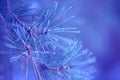 Winter pine tree branches covered with snow. Frozen tree branch in winter forest. Royalty Free Stock Photo