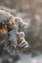 Winter pine tree branches covered with snow. Frozen tree branch in winter forest Royalty Free Stock Photo