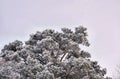 Winter pine tree covered with snow on gloomy sky background. Tall tree