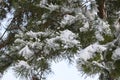 Winter pine tree with evergreen long needles frozen, covered with glowing white ice, frosty morning