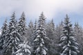 Winter pine tree forest edge.