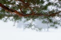 Winter pine tree forest in a mist Royalty Free Stock Photo