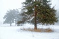 Winter pine tree forest in a mist Royalty Free Stock Photo