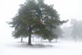 Winter pine tree forest in a mist Royalty Free Stock Photo