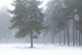 Winter pine tree forest in a mist Royalty Free Stock Photo