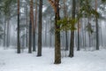 Winter pine tree forest in a mist Royalty Free Stock Photo