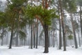 Winter pine tree forest in a mist Royalty Free Stock Photo