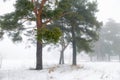 Winter pine tree forest in a mist Royalty Free Stock Photo