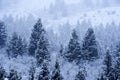 Winter Pine Tree Forest on Mountainside Snow Texture Blizzard Snow Storm Royalty Free Stock Photo