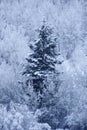 Winter Pine Tree Forest on Mountainside Snow Texture Royalty Free Stock Photo
