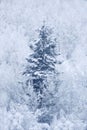Winter Pine Tree Forest on Mountainside Snow Texture Royalty Free Stock Photo