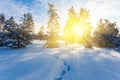 Winter pine tree forest in a snow at the sunrise Royalty Free Stock Photo