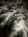 night snow pine needles Royalty Free Stock Photo