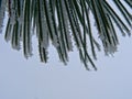 Winter Pine tree needles with frost on them Royalty Free Stock Photo