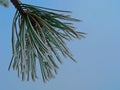 Winter Pine tree needles with frost on them Royalty Free Stock Photo