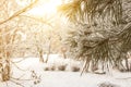 Winter pine tree sunny background. Close-up photo. Branches covered snow. Seasonally Christmass winter concept. Royalty Free Stock Photo