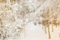 Winter pine tree sunny background. Close-up photo. Branches covered snow. Seasonally Christmass winter concept. Royalty Free Stock Photo