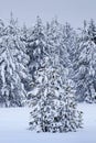 Winter Pine Trees Frozen Forest Snow Covered Pines Royalty Free Stock Photo