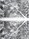 Winter Pine Trees Frozen Forest Snow Covered Pines Reflection in Water Royalty Free Stock Photo