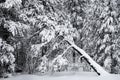 Winter Pine Trees Frozen Forest Snow Covered Pines Royalty Free Stock Photo