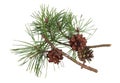 Winter pine twigs with cones and green needles isolated