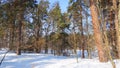 Winter Pinery. The red trunks of the pines