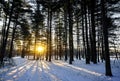 Winter Pines Sunrise Royalty Free Stock Photo