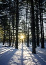 Winter Pines Sunrise Royalty Free Stock Photo
