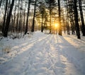 Winter Pines Sunrise Royalty Free Stock Photo