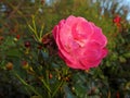 A winter pink rose between the thorns