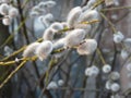 Winter plant Royalty Free Stock Photo